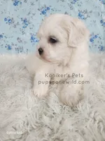 Charolette, a female Shichon for sale in Boyden, IA – Photo 3 of 5