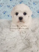 Charolette, a female Shichon for sale in Boyden, IA – Photo 2 of 5