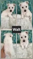 Walt, a male West Highland White Terrier for sale in Boyden, IA – 1 of 1