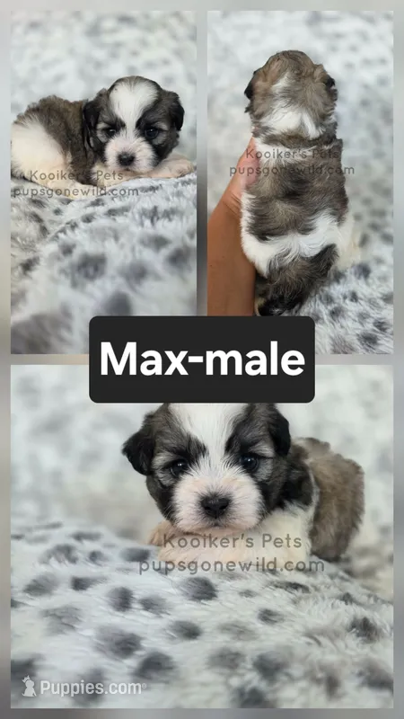 Max – Shichon puppy for sale in Boyden, IA