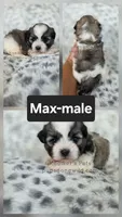 Max, a male Shichon for sale in Boyden, IA – 1 of 1
