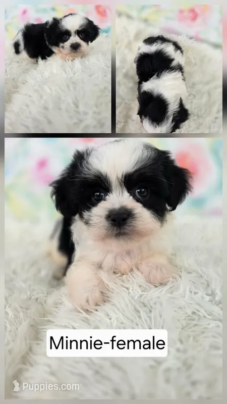 Minnie – Shichon puppy for sale in Boyden, IA