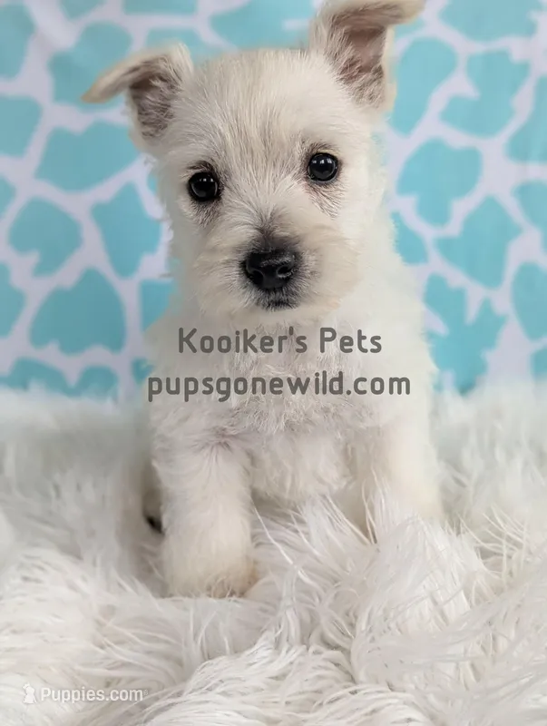 AKC Rumi – West Highland White Terrier puppy for sale in Boyden, IA