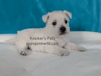 AKC Rumi, a female West Highland White Terrier for sale in Boyden, IA – Photo 1 of 5