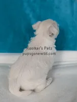 AKC Rumi, a female West Highland White Terrier for sale in Boyden, IA – Photo 5 of 5