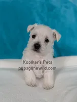 AKC Rumi, a female West Highland White Terrier for sale in Boyden, IA – Photo 2 of 5