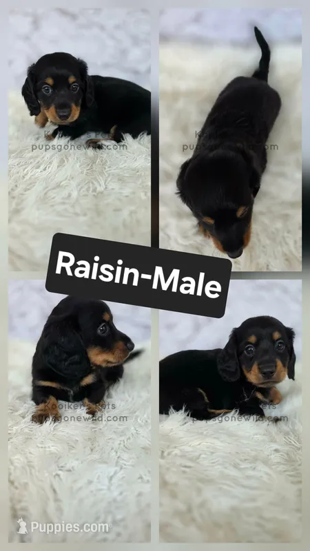 Raisin – Miniature Dachshund puppy for sale in Boyden, IA