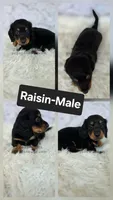 Raisin, a male Miniature Dachshund for sale in Boyden, IA – 1 of 1