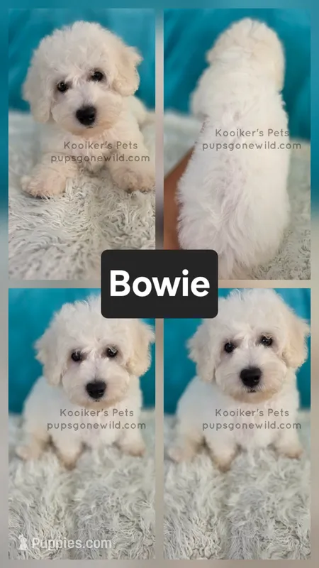 Bowie – Bichon Frise puppy for sale in Boyden, IA