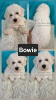 Bowie-Sale, a male Bichon Frise for sale in Boyden, IA – 1 of 1