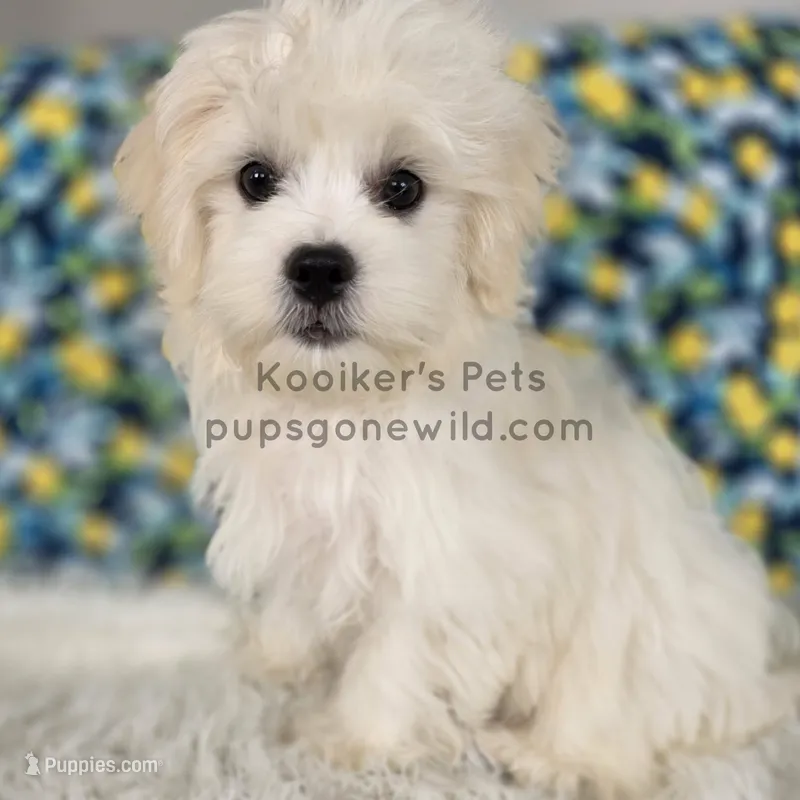 Lana – Shichon puppy for sale in Boyden, IA