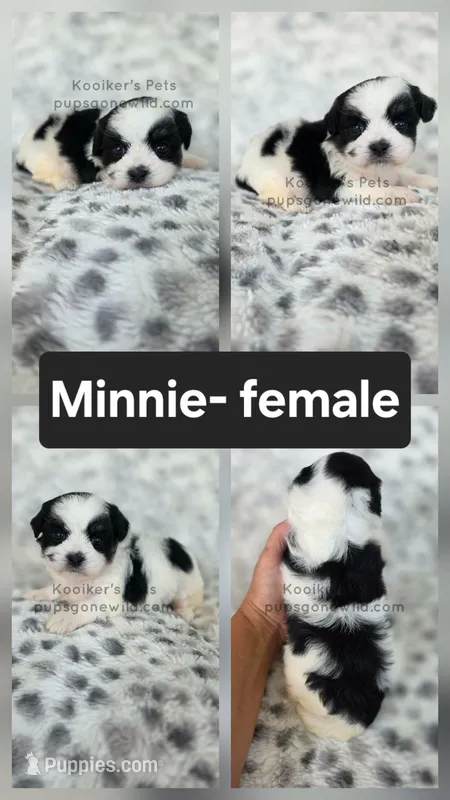 Minnie – Shichon puppy for sale in Boyden, IA