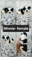 Minnie, a female Shichon for sale in Boyden, IA – 1 of 1