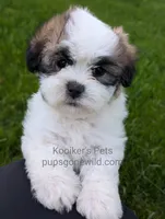 Prince - SALE, a male Bichon Frise and Shih Tzu for sale in Boyden, IA – 1 of 3