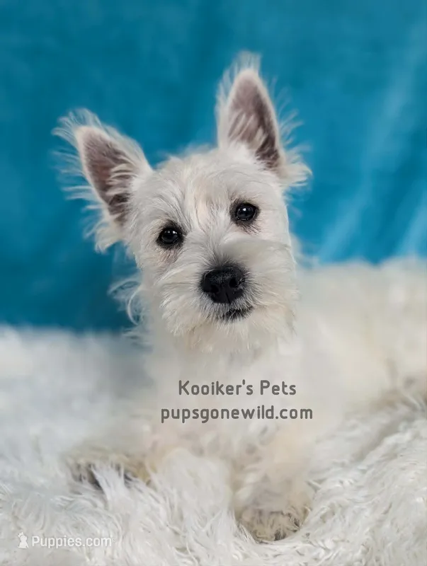 AKC Mira Sale – West Highland White Terrier puppy for sale in Boyden, IA
