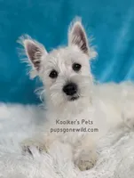 AKC Mira Sale, a female West Highland White Terrier for sale in Boyden, IA – 1 of 6