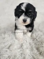 Violet, a female Shichon for sale in Boyden, IA – Photo 3 of 5
