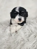 Violet, a female Shichon for sale in Boyden, IA – Photo 4 of 5