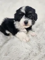 Violet, a female Shichon for sale in Boyden, IA – Photo 1 of 5