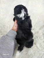 Violet, a female Shichon for sale in Boyden, IA – Photo 5 of 5