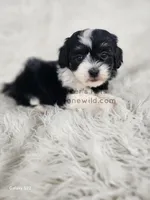 Violet, a female Shichon for sale in Boyden, IA – Photo 2 of 5