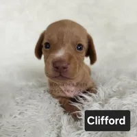 Clifford, a male Miniature Dachshund for sale in Boyden, IA – 2 of 4