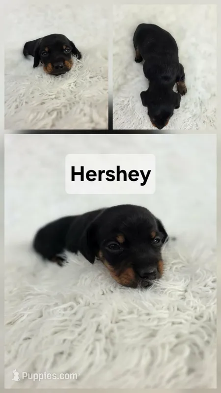 Hershey, a female Miniature Dachshund for sale in Boyden, IA – 1 of 1
