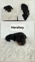 Hershey, a female Miniature Dachshund for sale in Boyden, IA – 1 of 1
