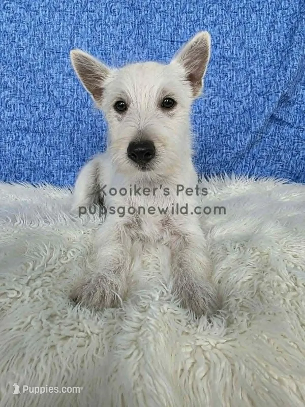 Francis-SALE – West Highland White Terrier puppy for sale in Boyden, IA