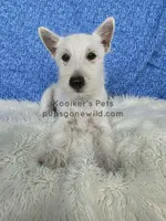 Francis-SALE, a male West Highland White Terrier for sale in Boyden, IA – 1 of 2