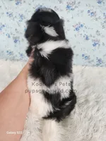 Layla, a female Bichon Frise and Shih Tzu for sale in Boyden, IA – 3 of 3