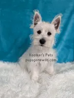 AKC Mira Sale, a female West Highland White Terrier for sale in Boyden, IA – 4 of 6