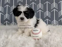 Cash, a male Bichon Frise and Shih Tzu for sale in Boyden, IA – 3 of 3