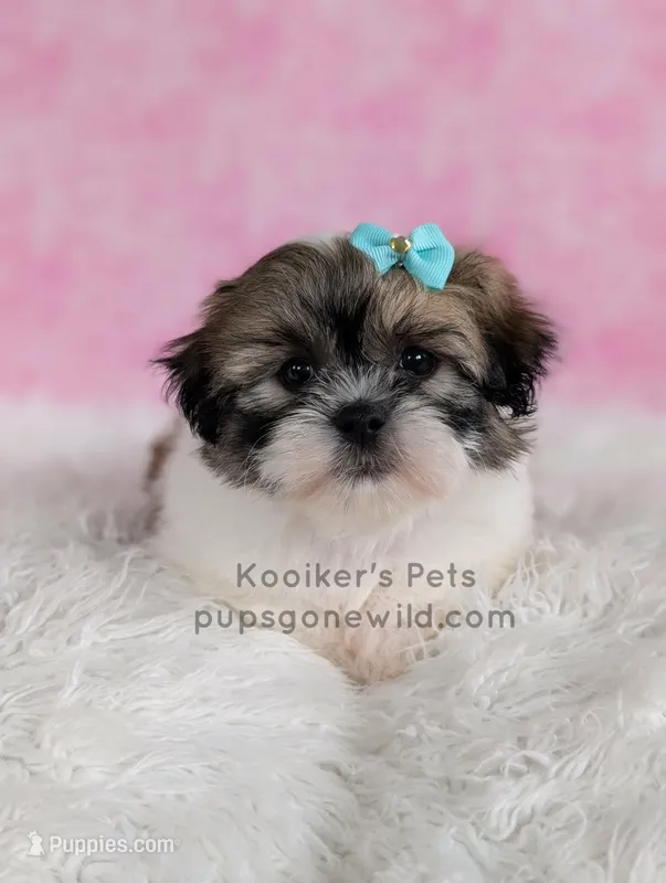 Hannah – Bichon Frise, Shih Tzu puppy for sale in Boyden, IA