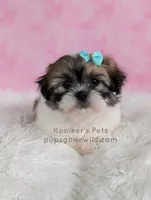 Hannah, a female Bichon Frise and Shih Tzu for sale in Boyden, IA – 1 of 5