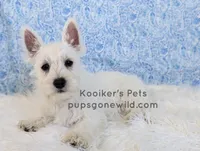 AKC Mira Sale, a female West Highland White Terrier for sale in Boyden, IA – 2 of 6