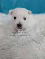Bartok, a male West Highland White Terrier for sale in Boyden, IA – Photo 3 of 4