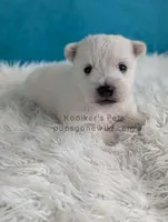 Bartok, a male West Highland White Terrier for sale in Boyden, IA – Photo 2 of 4