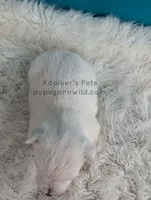 Bartok, a male West Highland White Terrier for sale in Boyden, IA – Photo 4 of 4