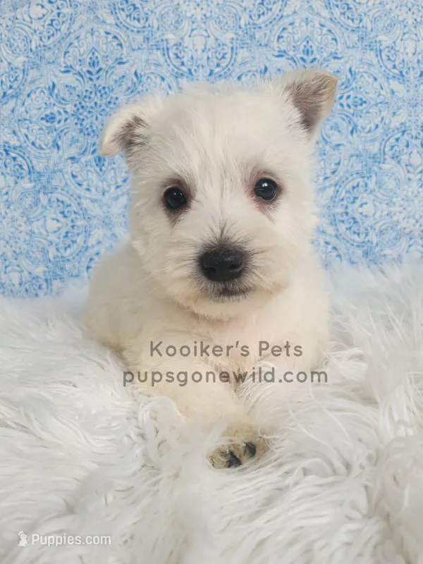 Bartok – West Highland White Terrier puppy for sale in Boyden, IA