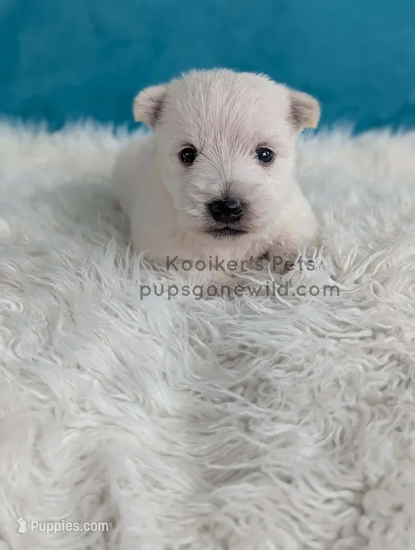 Bartok – West Highland White Terrier puppy for sale in Boyden, IA
