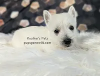 Jock, a male West Highland White Terrier for sale in Boyden, IA – Photo 3 of 3