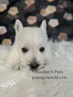 Jock, a male West Highland White Terrier for sale in Boyden, IA – Photo 1 of 3