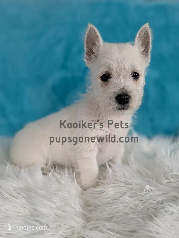 AKC - Jock – West Highland White Terrier puppy for sale in Boyden, IA