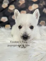 Jock, a male West Highland White Terrier for sale in Boyden, IA – Photo 2 of 3