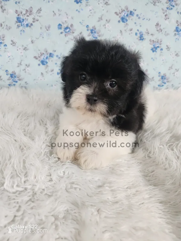 Layla – Bichon Frise, Shih Tzu puppy for sale in Boyden, IA