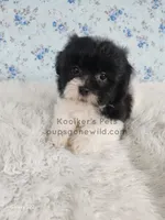 Layla, a female Bichon Frise and Shih Tzu for sale in Boyden, IA – 1 of 3