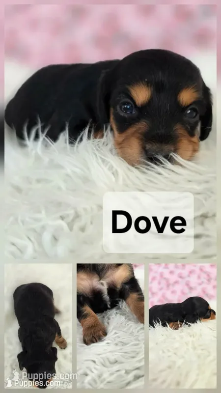 Dove, a female Miniature Dachshund for sale in Boyden, IA – 1 of 1