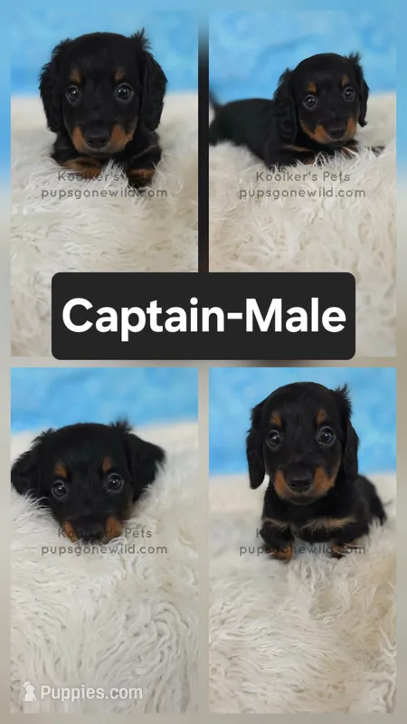 Captain – Miniature Dachshund puppy for sale in Boyden, IA