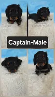 Captain, a male Miniature Dachshund for sale in Boyden, IA – 1 of 1